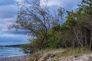 Bitcoin's Resurgence Ignites Altcoin Rally: Unpacking the Momentum and Charting the Future